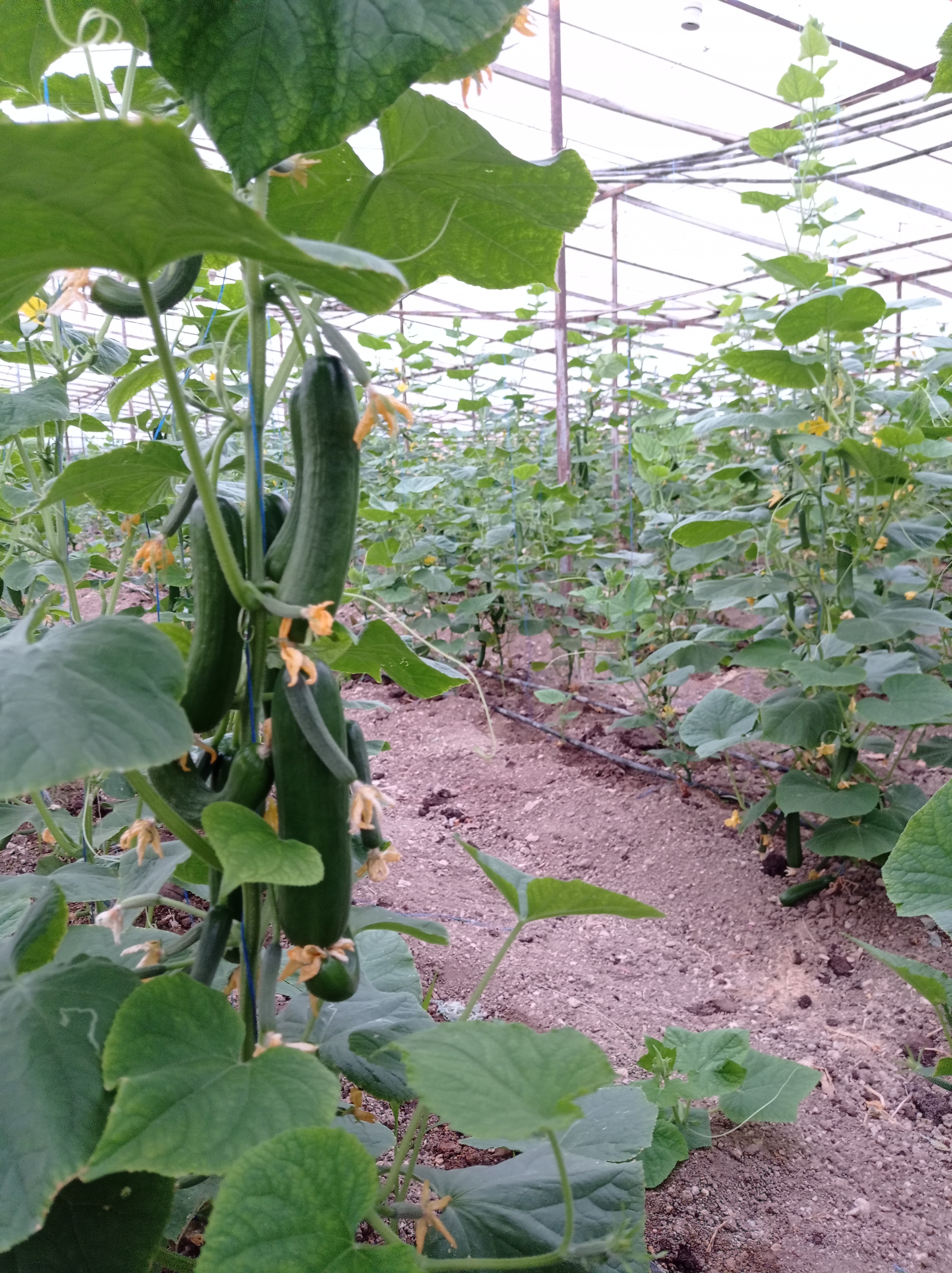 Urla Bahçe Düzenleme ile Doğayla Uyumlu Yaşam Alanları - Bıçak Peyzaj Farkıyla
