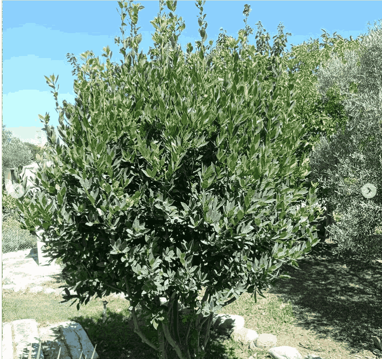 Urla Ağaç Budama - Bıçak Peyzaj ile Sağlıklı ve Estetik Ağaçlar