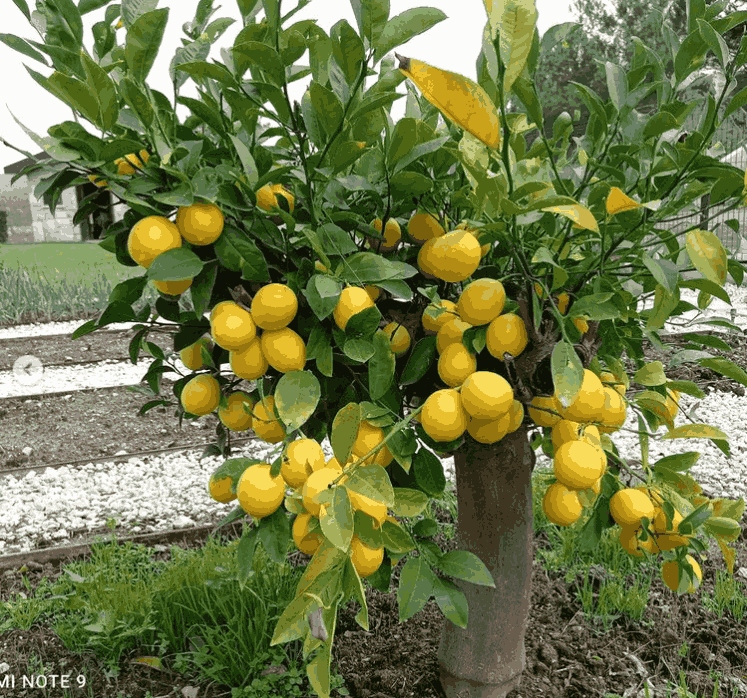 Urla Peyzaj - Bıçak Peyzaj ile Doğanın Estetiğini Yakalayın
